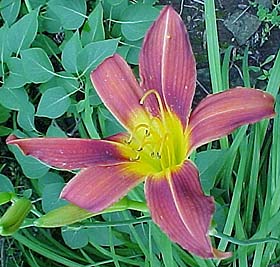 Hemerocallis 'Molten Magma'