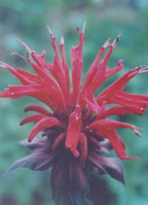 Monarda didyma 'Cambridge Scarlet'