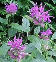 Monarda didyma Unknown