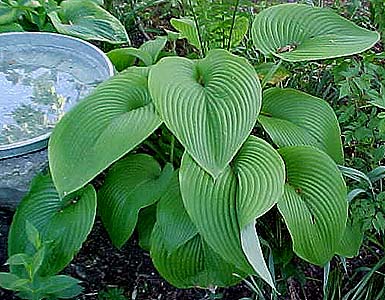 Hosta montana macrophylla 