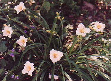 Hemerocallis 'Moonlight Mist'