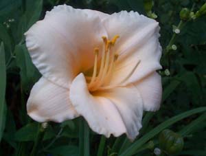 Hemerocallis 'Moonlight Mist'