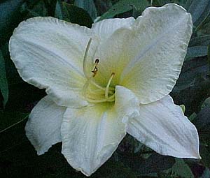 Hemerocallis 'Moon Snow'