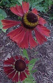 Helenium autumnale 'Moorheim Beauty'