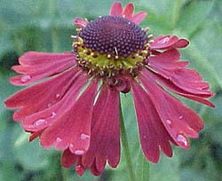 Helenium autumnale 'Moorheim Beauty'