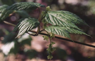 Acer pennsylvanicum 