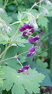 Geranium phaeum 'Mourning Widow'