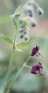 Geranium phaeum 'Mourning Widow'