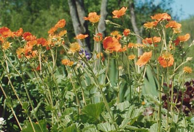 Geum 'Mrs. Bradshaw'