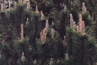 Pinus mugo 