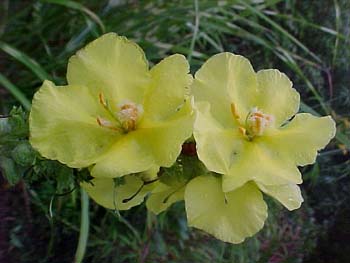 Verbascum thaspus 