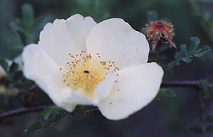 Rosa multiflora 