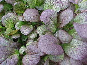 Brassica juncea 'Big Red'