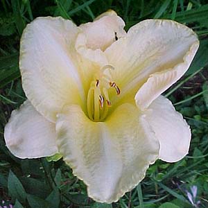 Hemerocallis 'Mykonos'