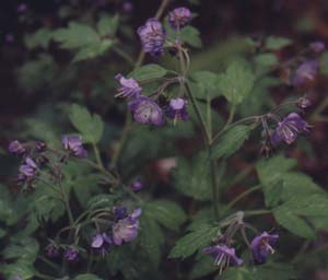 Polemonium reptans (species)