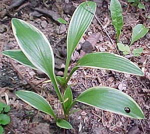 Hosta rectifolia 'Nakai'