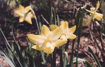 Narcissus 