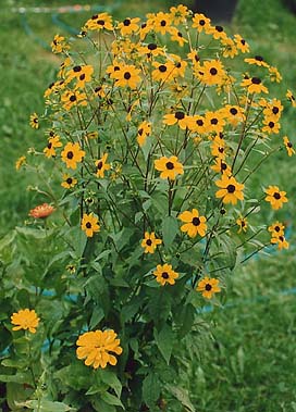 Rudbeckia triloba 