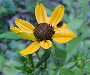 Rudbeckia triloba 