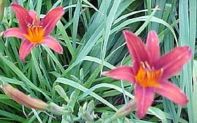 Hemerocallis 'Nashville Star'