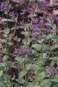 Nepeta faassenii 