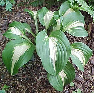 Hosta 'Night Before Christmas'