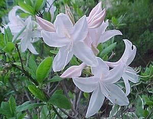 Rhododendron 'White Light'