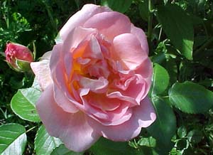 Rosa 'Nymphenburg'