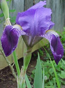 Iris germanica 