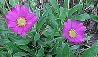 Osteospermum 'Purple Mountain'