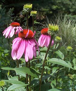 Echanacea purpurea 'Ovation'