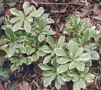 Pachysandra terminalis 'Silver Edge'