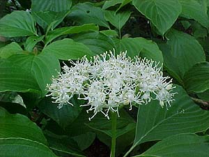 Cornus alternifolia 