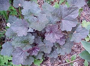 Heuchera sangiunea 'Palace Purple'