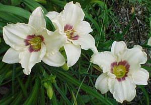 Hemerocallis 'Pandora's Box'