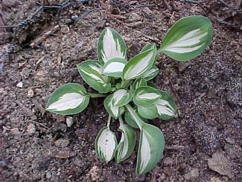 Hosta 'Pandora's Box'