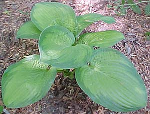 Hosta 'Paradigm'