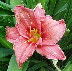 Hemerocallis 'Pardon Me'