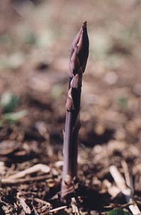 Asparagus officinalis 'Purple Passion'