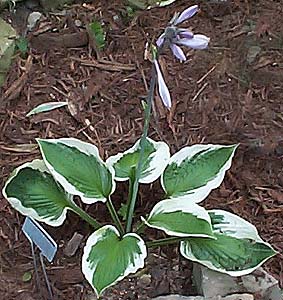 Hosta 'Patriot'