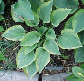 Hosta 'Peace'