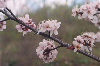 Prunus persica 'Rochester'