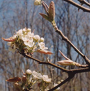 Pyrus communis 'Chojuro'