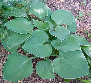 Hosta 'Pearl Lake'