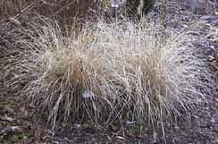 Pennisetum orientale 'Hamelin'