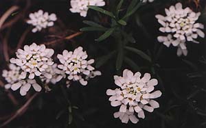 Iberis sempervirens 'Snowflake'