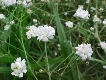 Gypsophila paniculata 'Perfecta'