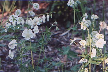 Geranium phaeum 'Album'