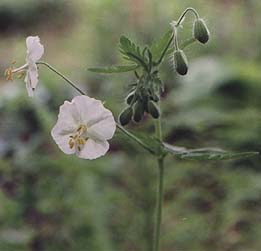 Geranium phaeum 'Album'