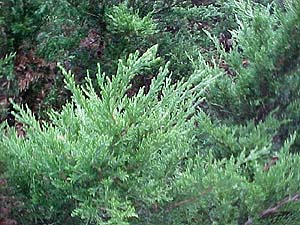 Juniperus x media 'Phitzeriana Aurea'